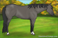 Horse Color:Grullo