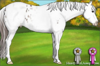 Horse Color:White Spotted Bay Appaloosa 