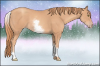 Horse Color:White Spotted Gold Champagne 
