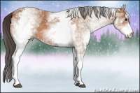 Horse Color:White Spotted Bay 