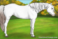 Horse Color:Brown Dun Splash Blanket Rabicano 