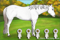 Horse Color:Bay Splash Appaloosa 