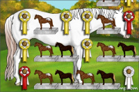 Horse Color:Liver Chestnut Splash Appaloosa Rabicano 