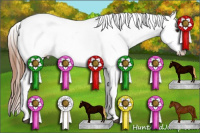 Horse Color:Liver Chestnut Splash Appaloosa Rabicano