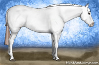 Horse Color:Bay Splash Snowcap 