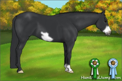 Horse Color: Black Frame 