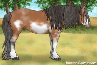 Horse Color:Bay Sabino Frame