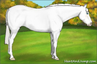 Horse Color:Gold Cream Champagne Pearl Sabino 