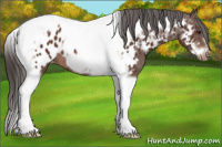 Horse Color:Bay Splash Tobiano Frame Appaloosa