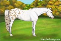 Horse Color:Buckskin Blanket Rabicano