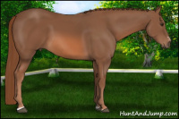 Horse Color:Liver Chestnut Sabino