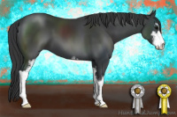 Horse Color:Black Sabino 