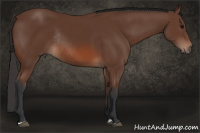 Horse Color:Bay Rabicano 