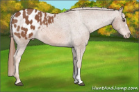 Horse Color:Chestnut Appaloosa