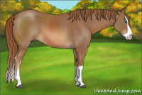 Horse Color:Chestnut Splash 