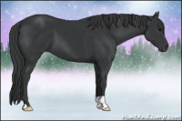 Horse Color:Black 