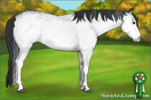 Horse Color: White Spotted Black 