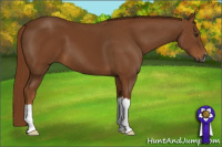 Horse Color:Gray Chestnut 