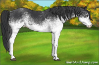 Horse Color:White Spotted Black 
