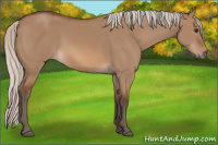 Horse Color:Silver Bay Dun 