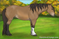 Horse Color:Buckskin Tobiano 
