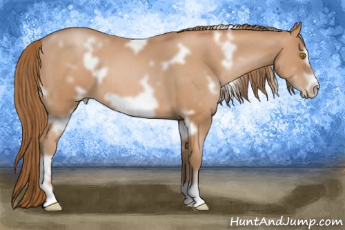 Horse Color: White Spotted Bay Pearl Frame 