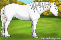 Horse Color:White Spotted Perlino 