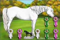 Horse Color:White Spotted Perlino Dun Appaloosa 