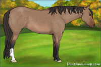 Horse Color:Bay Dun