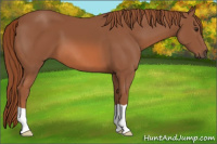 Horse Color:Liver Chestnut