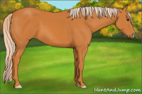 Horse Color:Chocolate Palomino 