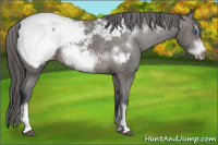 Horse Color:Brown Frame Appaloosa 