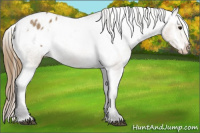Horse Color:Buckskin Roan Blanket 