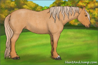 Horse Color:Palomino Roan 