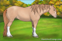 Horse Color:Gold Champagne 