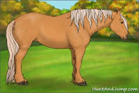Horse Color:Chocolate Palomino 