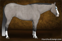 Horse Color:Grullo Roan Splash