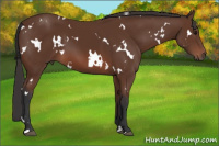 Horse Color:White Spotted Bay 