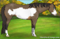Horse Color:Buckskin Frame 