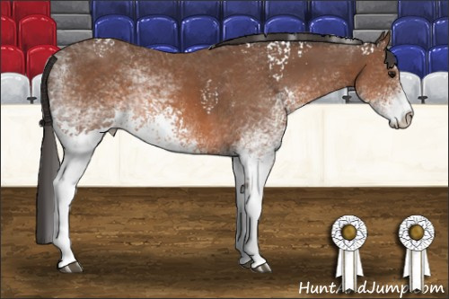 Horse Color: White Spotted Bay Rabicano 