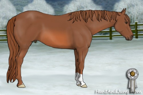 Horse Color: Liver Chestnut 