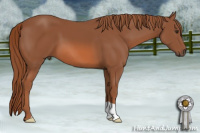 Horse Color:Liver Chestnut 