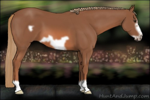 Horse Color: Liver Chestnut Frame 