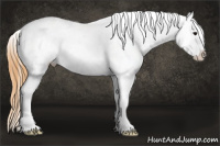 Horse Color:Buckskin Tobiano Blanket 