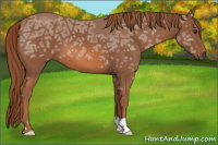 Horse Color:Liver Chestnut Ice 
