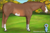 Horse Color:Liver Chestnut Splash Frame