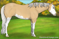 Horse Color:Silver Buckskin Roan Splash