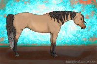 Horse Color:Bay Dun 