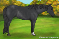 Horse Color:Black Rabicano 