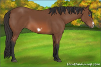 Horse Color:Bay Splash Frame 